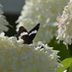 Does a Hydrangea Need Full Sun or Shade to Grow Best?