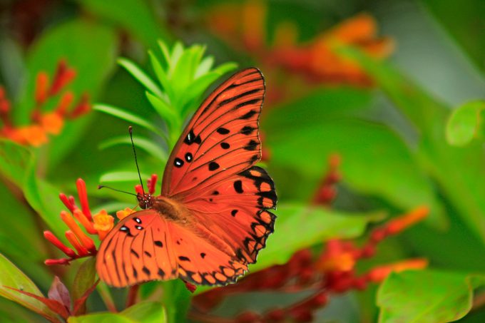 Gulf fritillary butterfly