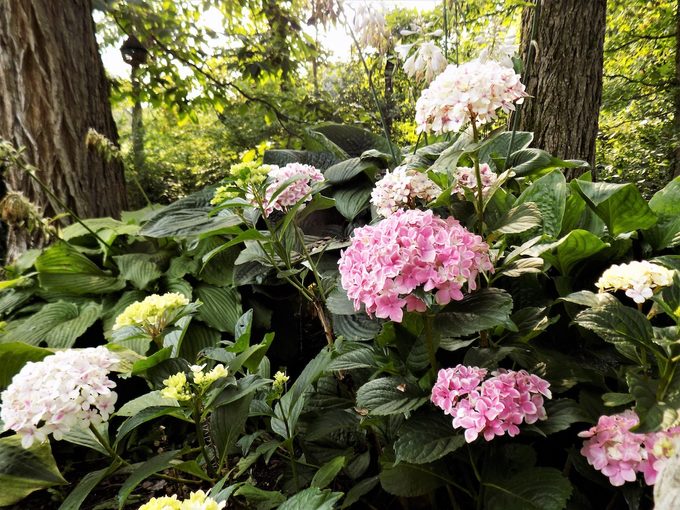 do hydrangeas need full sun