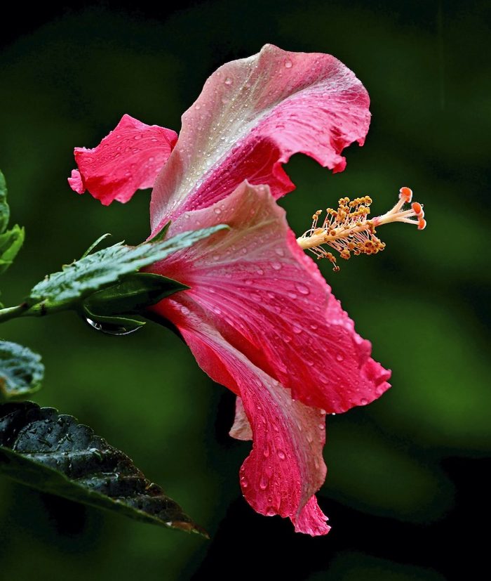 beautiful flowers