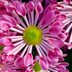 25 Beautiful Flowers to Inspire Your Dream Garden