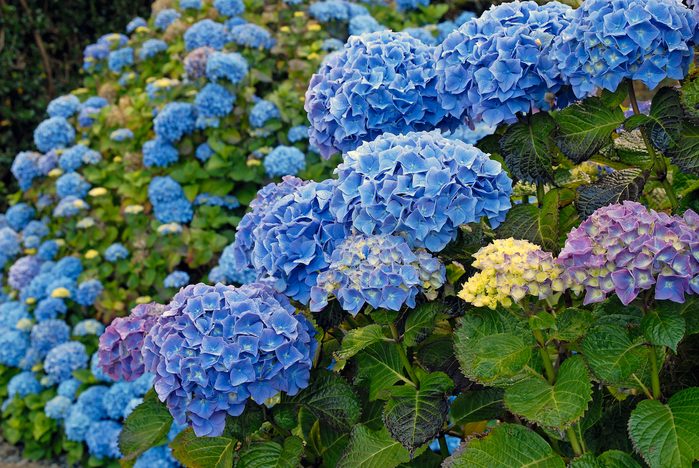 beautiful flowers