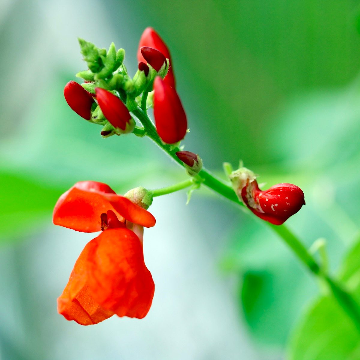 vines for hummingbirds