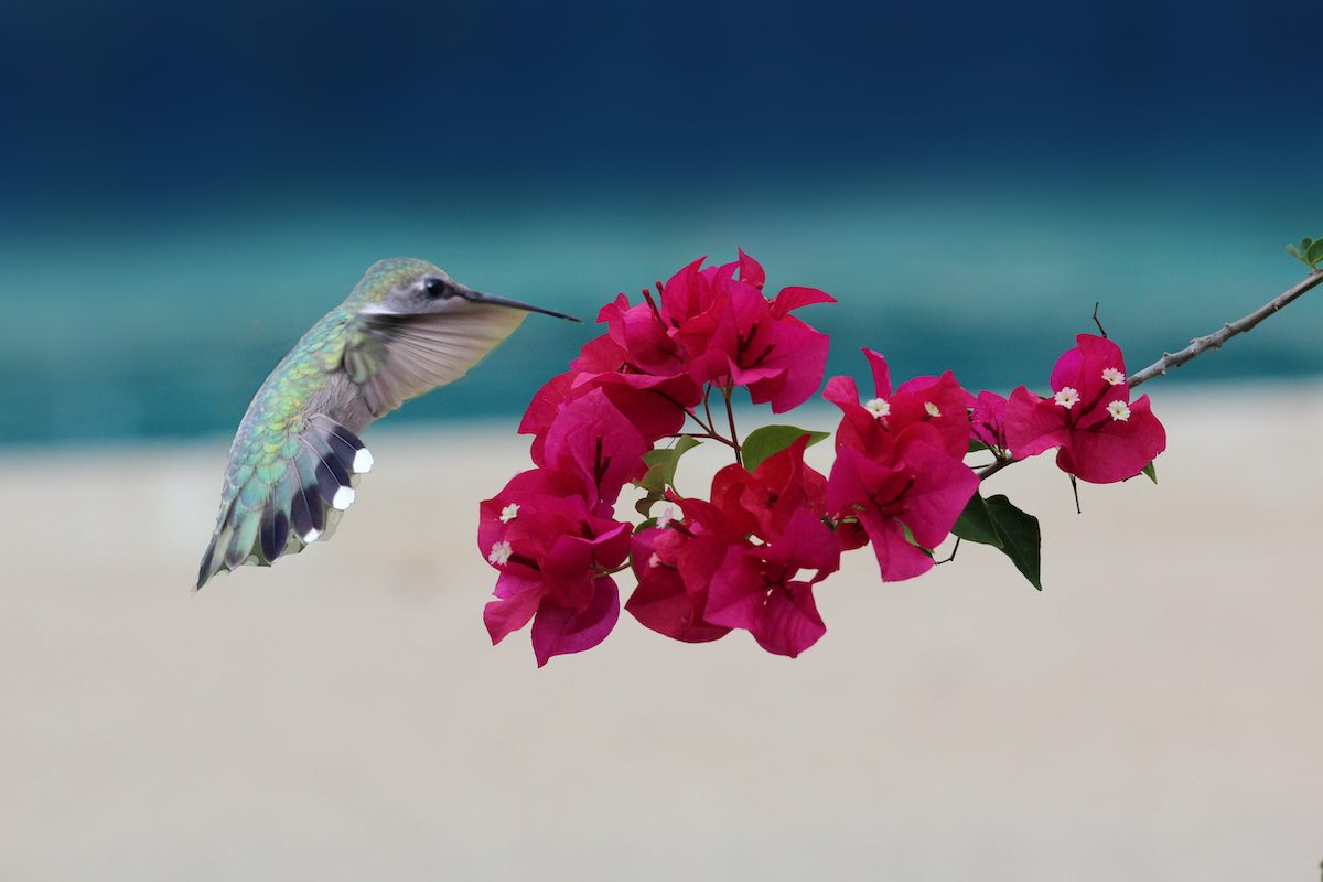 Ruby-throated hummingbird at bougainvillea plant