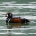 Find Your Spark Bird to Inspire a Love of Birding