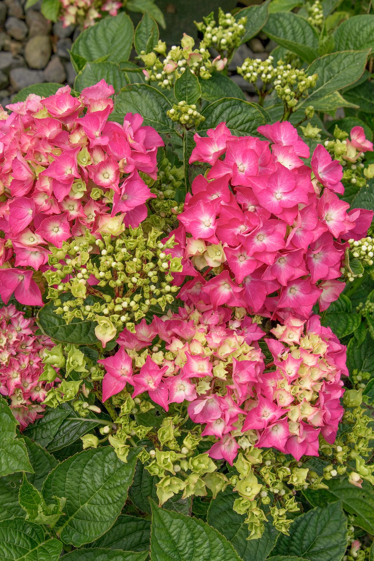 4207 Hydrangea Macrophylla Pia 001bb