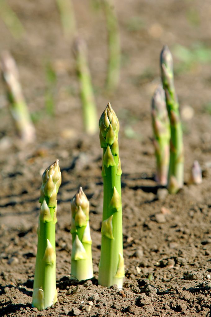 Aspargus Growing In Field Norfolk England