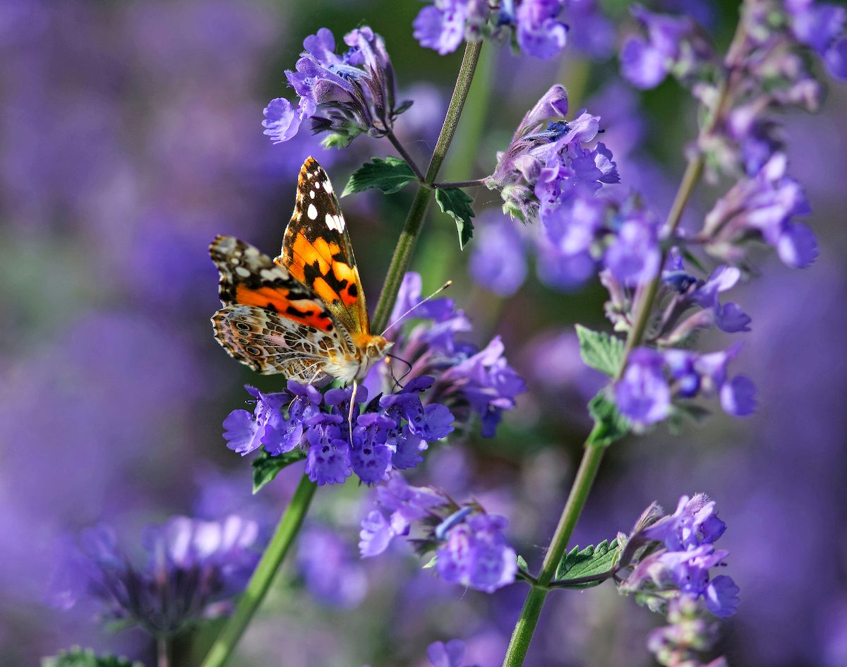 Catmint Walkers Low Nepeta X Faassenii Mint Lamiaceae And A Monarch Butterfly Northern Illinois, late summer flowers