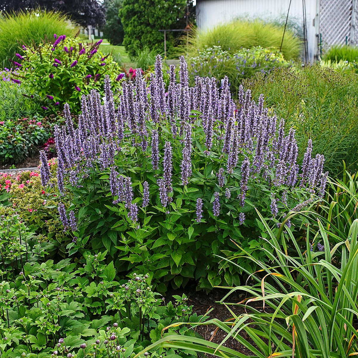 Agastacheblue Fortune2 fall flowers for hummingbirds