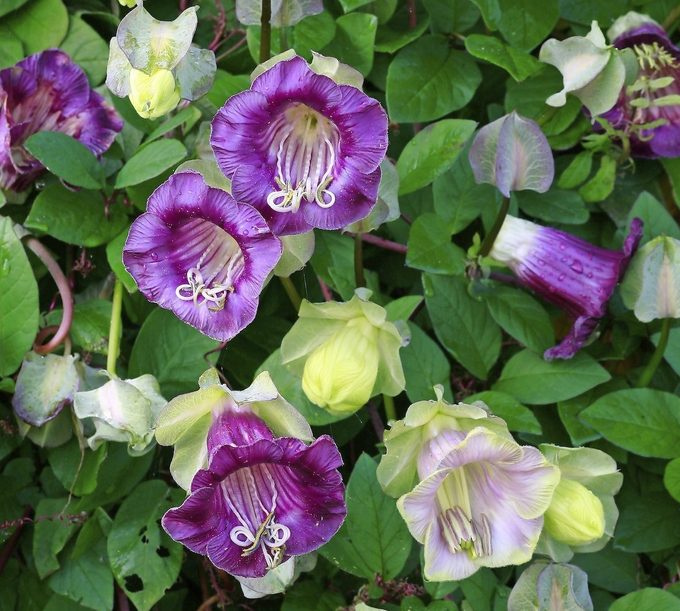 Cobaea Scandens, vines for hummingbirds