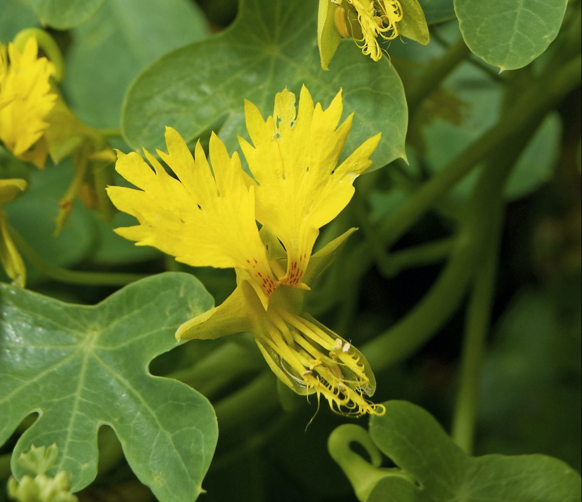 Tropaeolum Peregrinum, Canary Creeper. Image Shot 2008. Exact Date Unknown.
