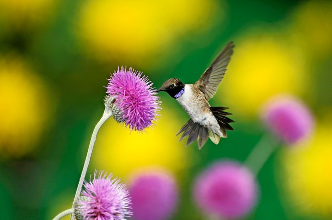 Black Chinned Hummingbird, Archilochus Alexandri