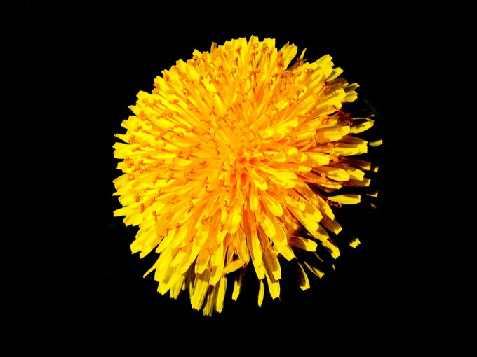 dandelion facts