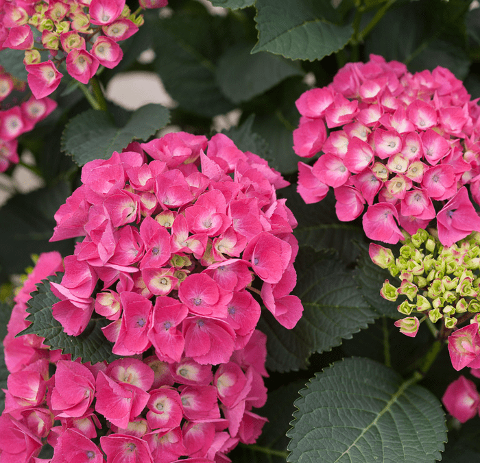 Cityside Hydrangea