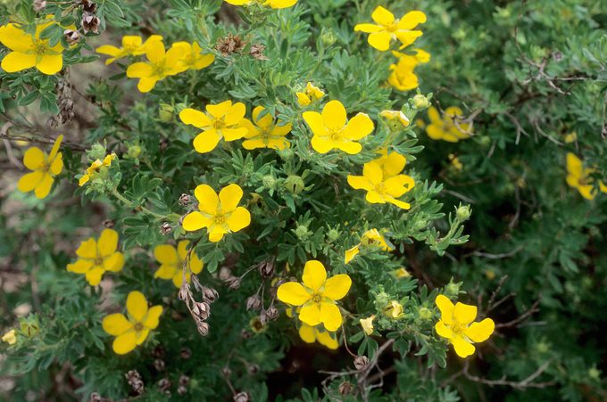 Coronationtriumphpotentilla Baileynurseries