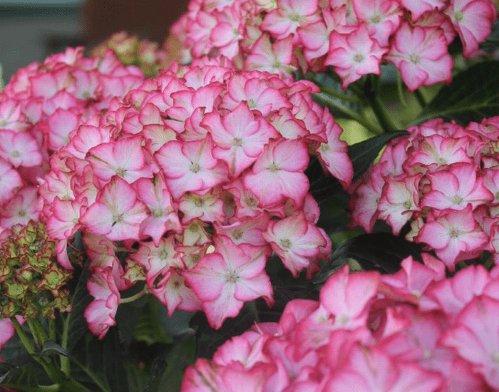 Fireside Hydrangea