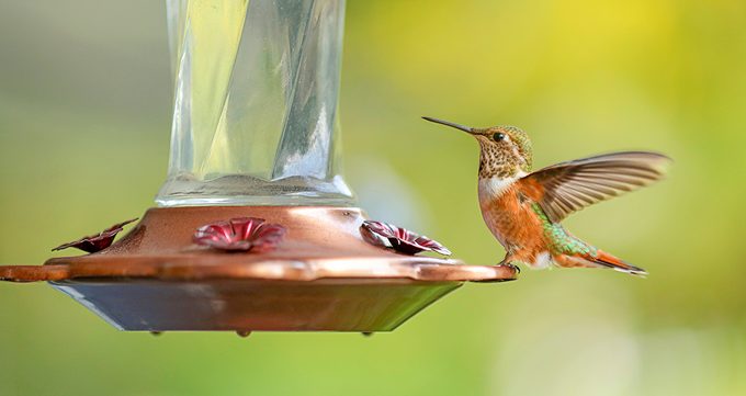 Humming Bird Eating