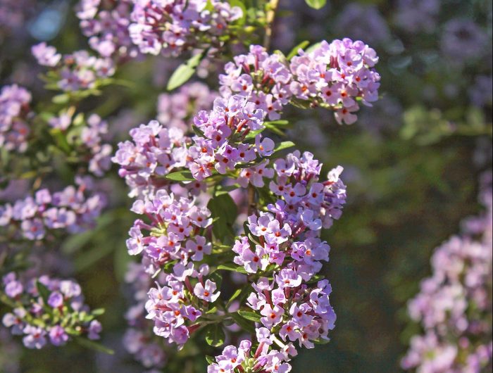 Flowers Of Alternate Leaved Butterfly Bush (buddleja Alternifolia)
