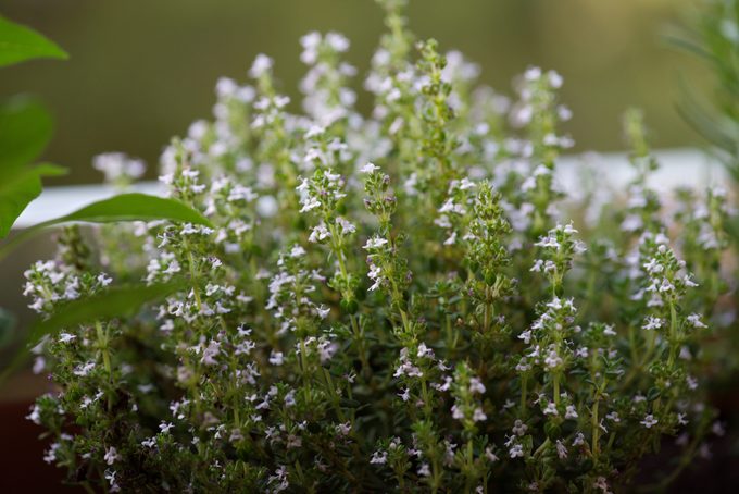 Thyme (Thymus vulgaris)