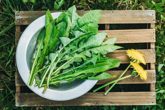 Dandelion. Freshly picked dandelion leaves in plate.