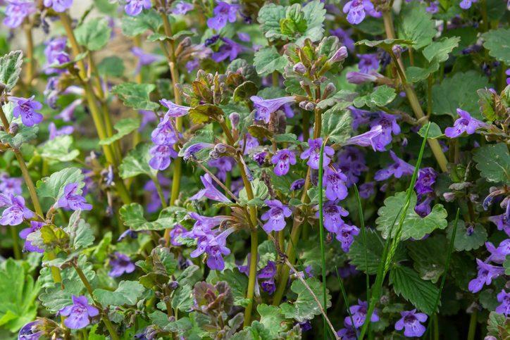 Beautiful Natural Herbal Blue Flowers Glechoma Hederacea Growing On Meadow In Springtime