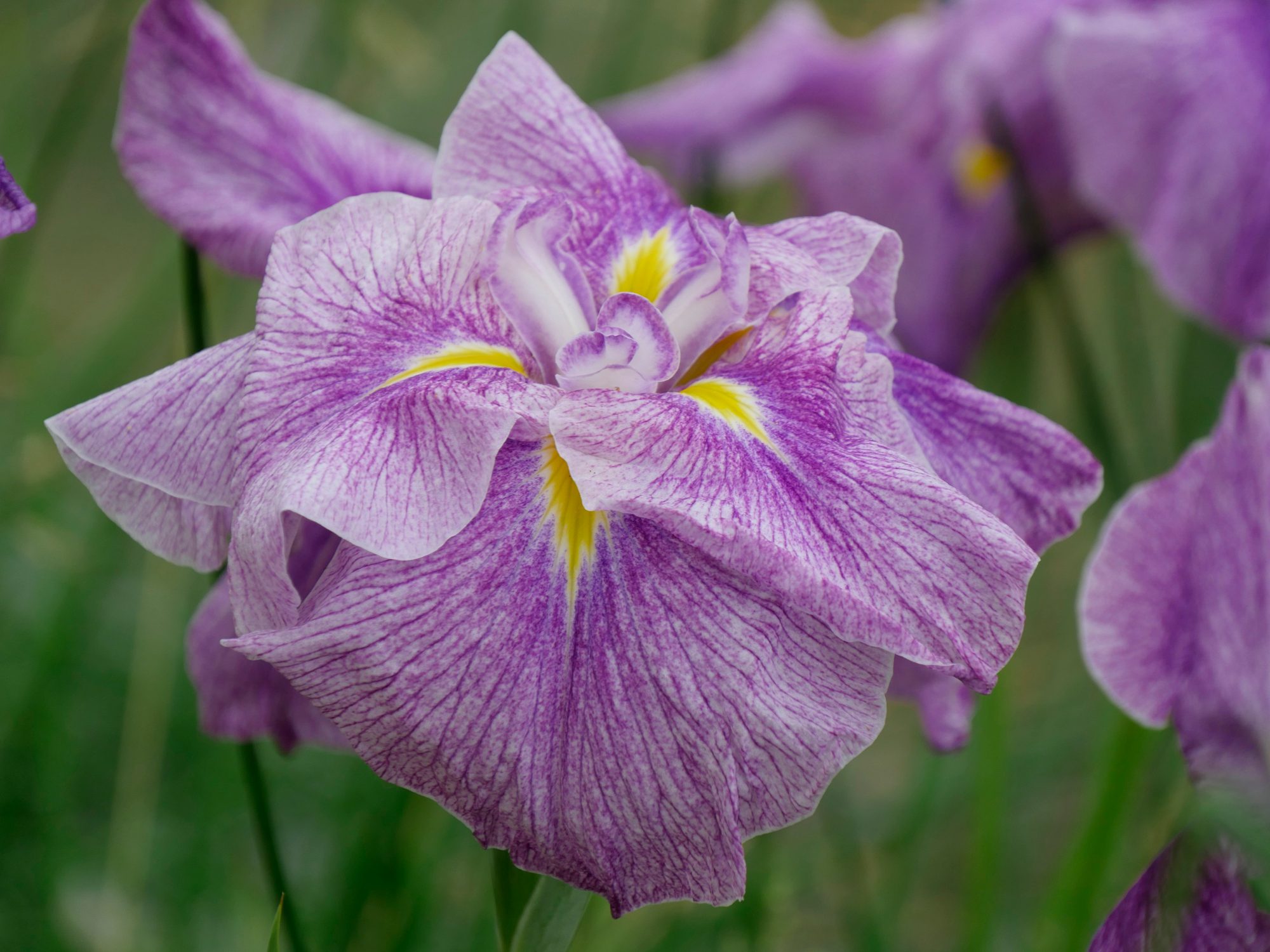 Iris ensata