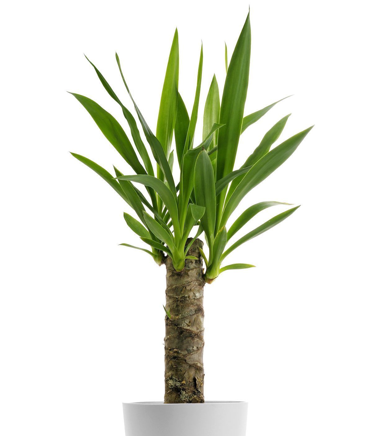 Yucca plant