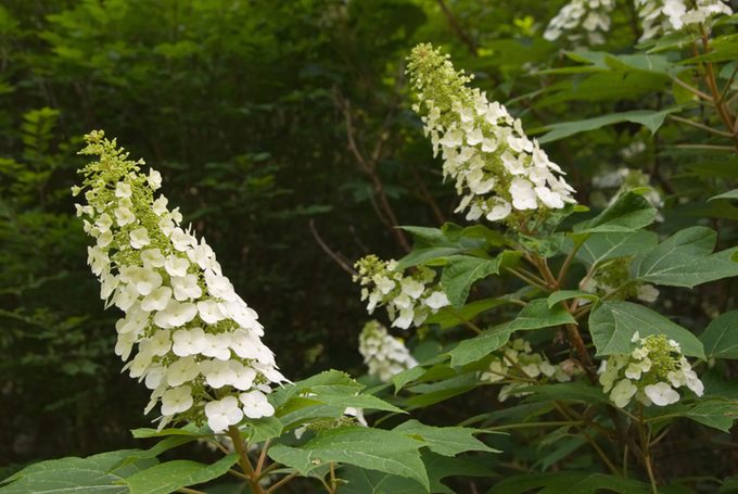 White Showy Flowers of Oakleaf Hydrangea aka oak leaved hydrange