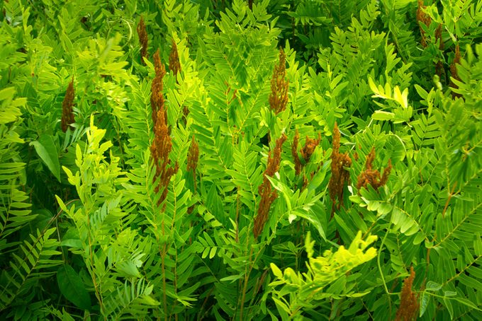Fertile fronds of royal fern, White Memorial, Litchfield, Connec