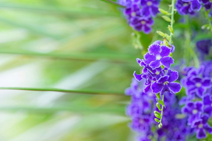 Close Up Of Purple Golden Dewdrop Flowers Blooming Outdoors