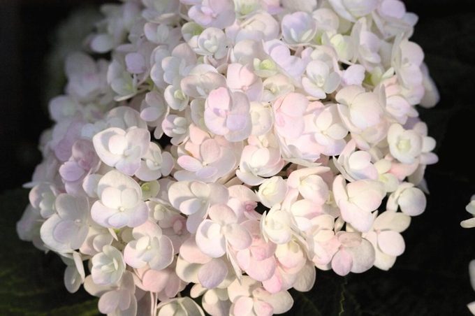 Hydmendlesssummerblushingbride 01 4481 1 1 1075x715