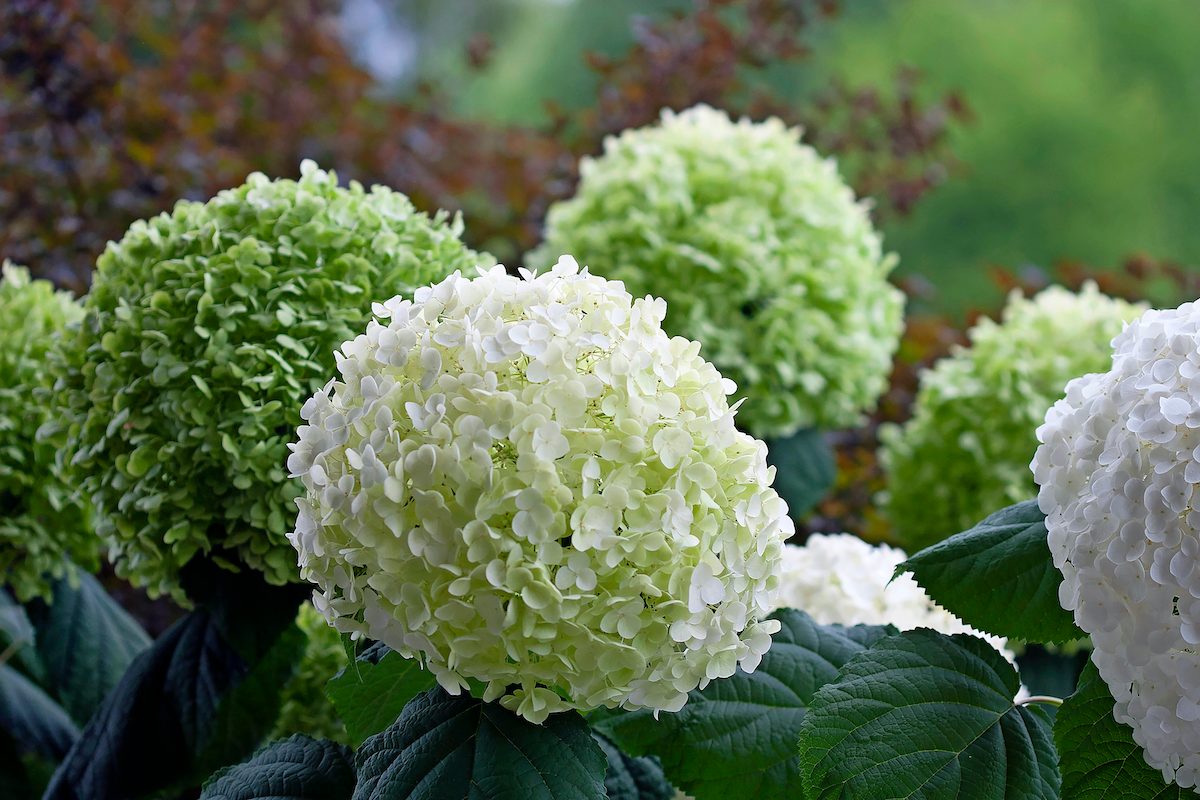 Hydrangea Arborescens Incrediball Img 7278