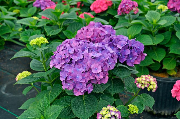 Hydrangea Macrophylla Lets Dance Big Band Dsc00096