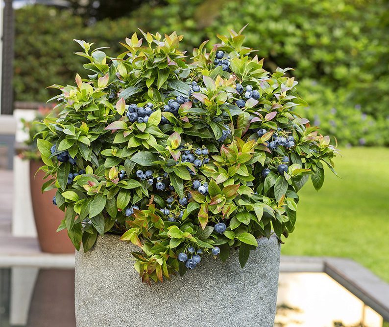 Jelly Bean blueberry