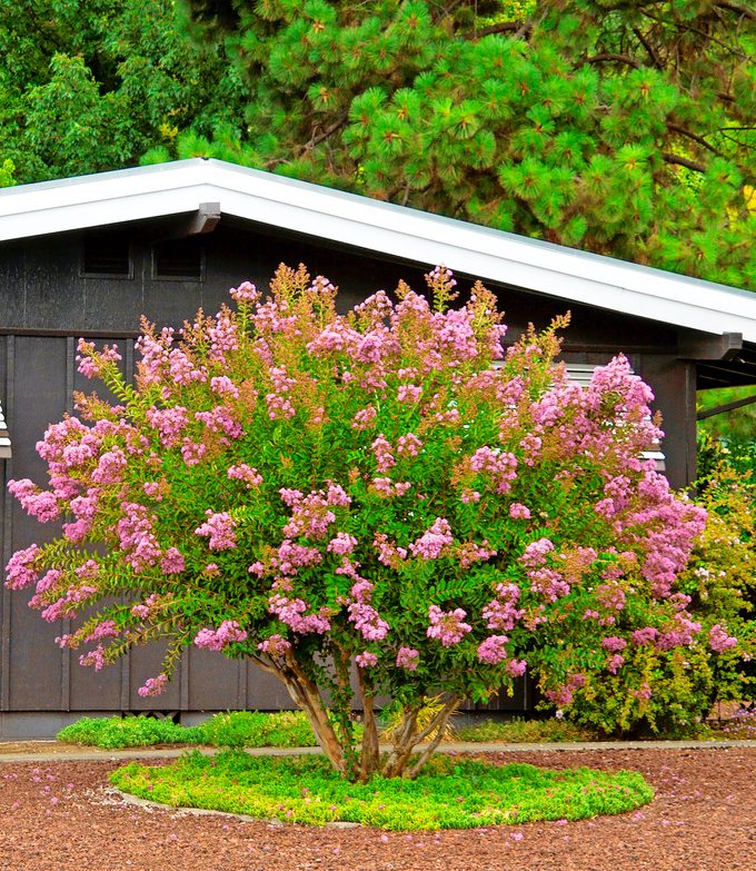 Monrovia Muskogee Crape Myrtle 6453