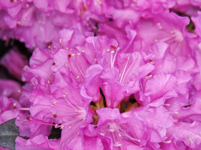 Monrovia P.j.m. Rhododendron 980 Rhododendron, bush with purple flowers