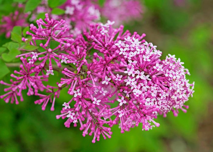Pw Bloomerang Purple Syringa 1380, bush with purple flowers