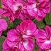 6 Fascinating Geranium Plant Facts