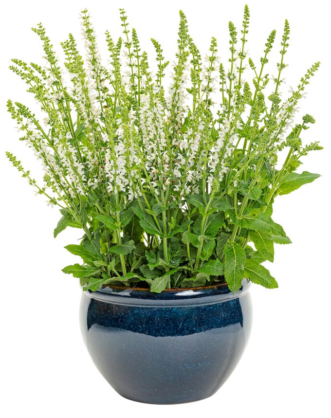 Pw Salvia White Profusion