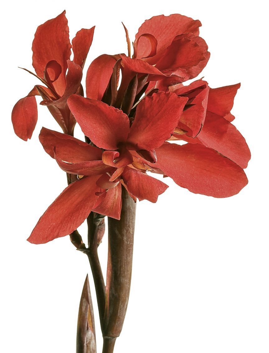Toucan Scarlet canna