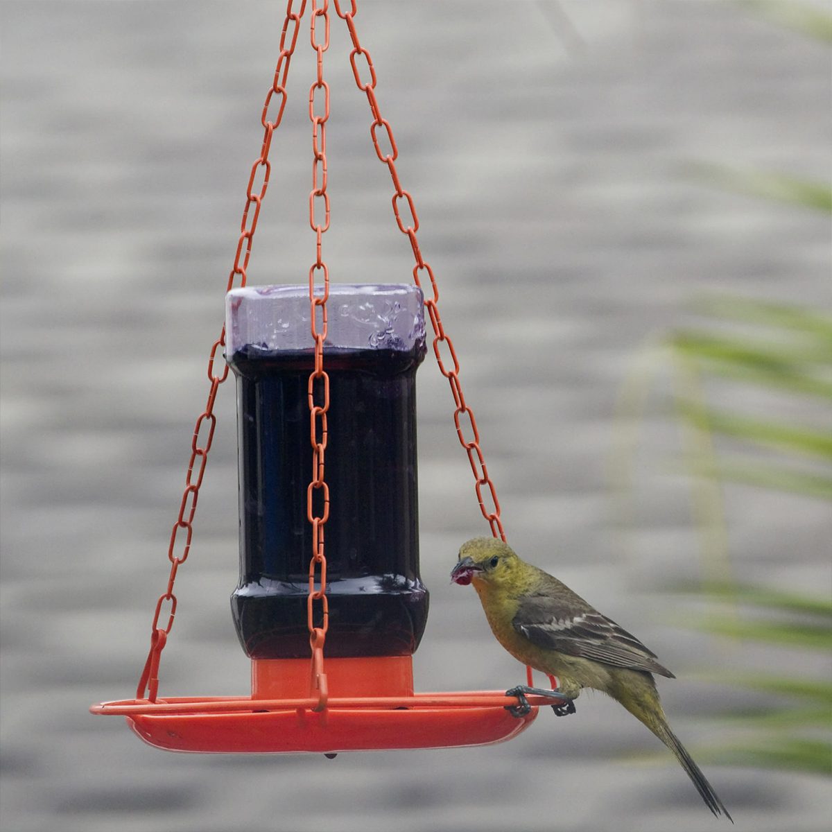 Perky Pet Oriole Jelly Wild Bird Feeder