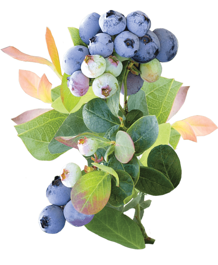 Pink Icing Berries