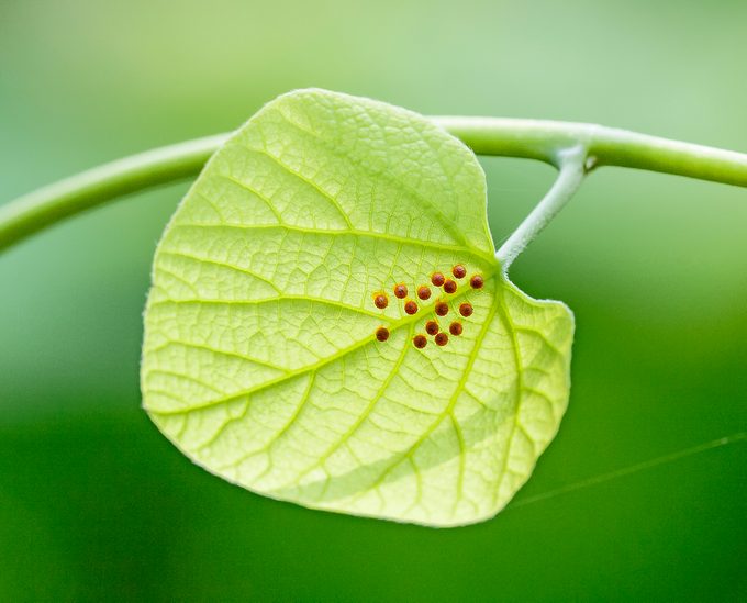 caterpillar host plants, Pipevine Swallowtail Eggs On Dutchman's Pipevine