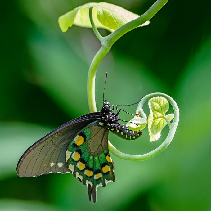 Pipevine Swallowtail Butterfly Laying Eggs On Dutchman's Pipevine