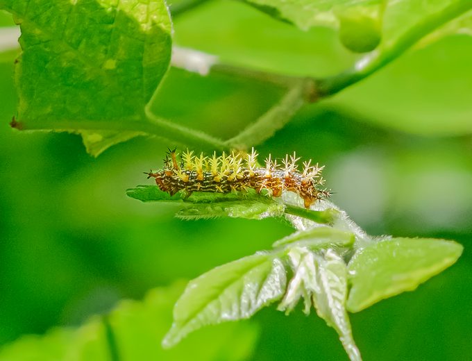 caterpillar host plants, Questn Mark Hackbrry 20110620 0013