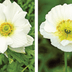 Poppy vs Anemone Flowers: What’s the Difference?