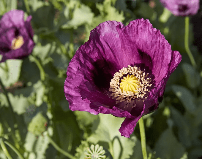 hungarian blue poppy