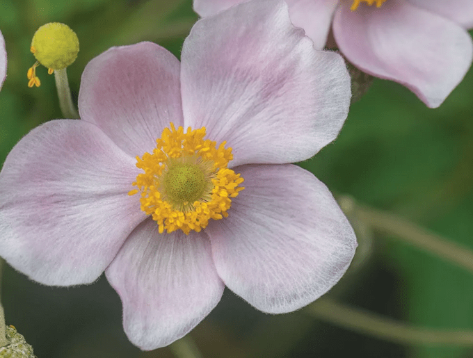 anemone flowers