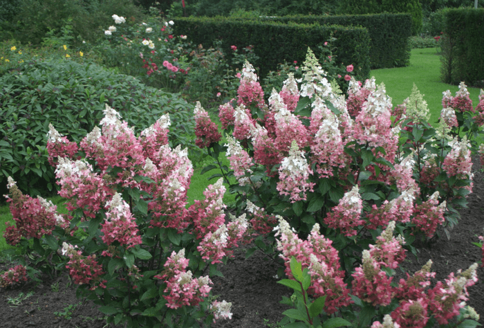 pinky winky hydrangea