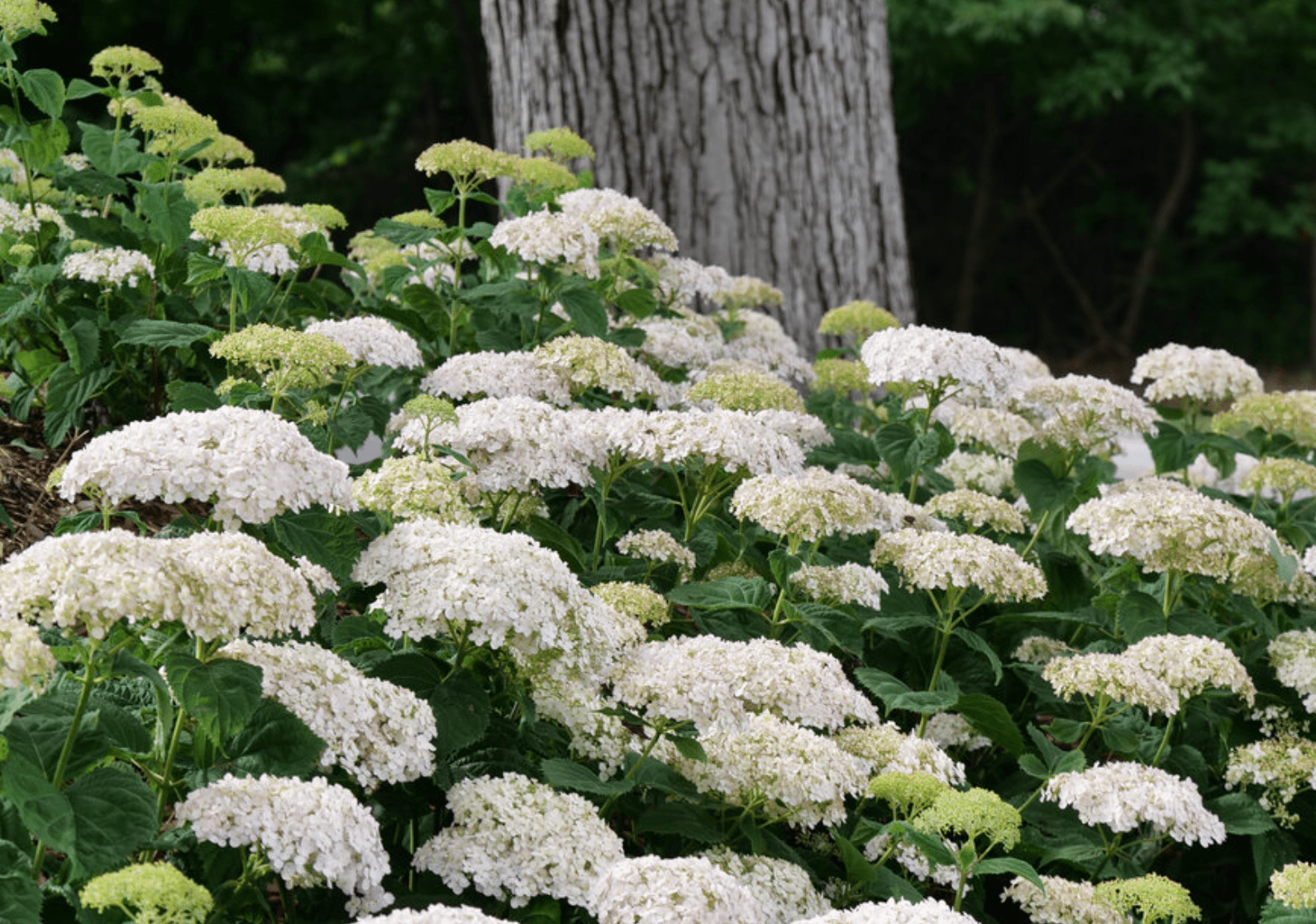 wee white hydrangea